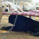 India-pets